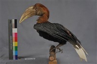 藏品(彎嘴犀鳥)的圖片